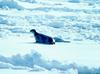 Ribbon Seal (Phoca fasciata)