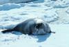 Ribbon Seal (Phoca fasciata)