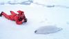 Ribbon Seal pup (Phoca fasciata)