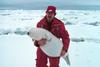 Ribbon Seal pup (Phoca fasciata)