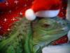 iguana