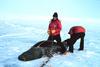 Weddell Seal tagging (Leptonychotes weddellii)