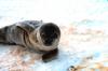 Weddell Seal pup (Leptonychotes weddellii)
