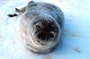 Weddell Seal pup (Leptonychotes weddellii)
