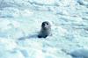 Spotted Seal (Phoca largha)