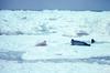 Spotted Seal with pups (Phoca largha)