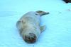 Seal pup napping (Phocidae)