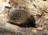 echidna in the sun 1