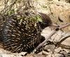 echidna in the sun 4