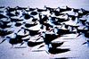 Black Skimmer flock (Rynchops niger)