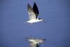 Black Skimmer in flight (Rynchops niger)