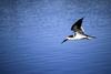 Black Skimmer in flight (Rynchops niger)