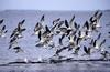 Black Skimmer flock in flight (Rynchops niger)