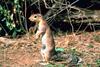 African Ground Squirrel (Xerus sp.)