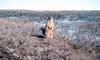 Arctic Ground Squirrel (Spermophilus parryii)