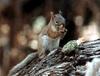 American Red Squirrel (Tamiasciurus hudsonicus)