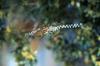 Banana Spider