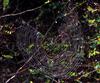 Spider weaving web