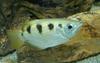 Archer Fish (Toxotes jaculatrix) - banded archerfish