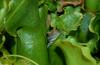 Gray Treefrog (Hyla versicolor)