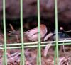Vinous-throated Parrotbill (Paradoxornis webbianus)