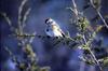 American Tree Sparrow (Spizella arborea)