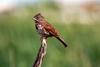 Fox Sparrow (Passerella iliaca)