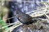 Fox Sparrow (Passerella iliaca)