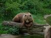 bear