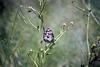 Song Sparrow (Melospiza melodia)