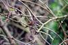 Song Sparrow (Melospiza melodia)