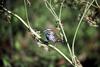 Song Sparrow (Melospiza melodia)