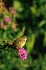 Swamp Sparrow (Melospiza georgiana)