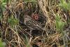 Tree Sparrow (Passer montanus)