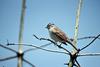 White-crowned Sparrow (Zonotrichia leucophrys)