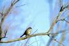 White-crowned Sparrow (Zonotrichia leucophrys)