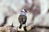 White-crowned Sparrow (Zonotrichia leucophrys)