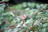 White-crowned Sparrow (Zonotrichia leucophrys)