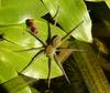 Spider 1