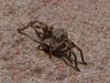 Spider 2