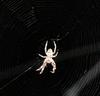 Spider 4