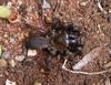 Angry spider 2