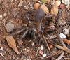 Angry spider 3