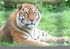 tiger at whipsnade