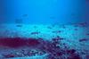 Spot-fin Porcupinefish school (Diodon hystrix)