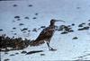 Bristle-thighed Curlew (Numenius tahitiensis)