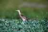 Bristle-thighed Curlew (Numenius tahitiensis)