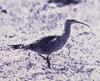 Eskimo Curlew (Numenius borealis)