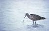 Long-billed Curlew (Numenius americanus)