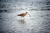 Long-billed Curlew (Numenius americanus)